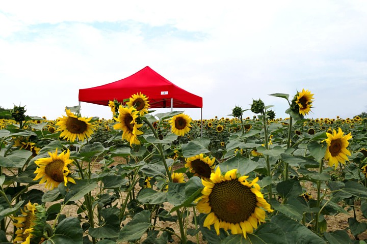 3x6m saliekamie stendi