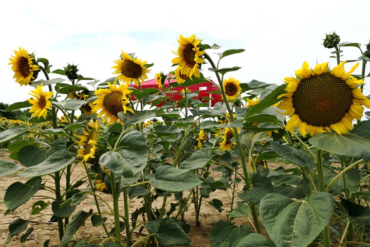 Pārdodu viesību teltis 3x6m
